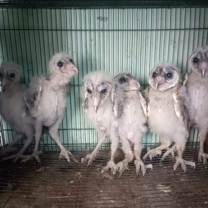 BARN OWL ANAKAN