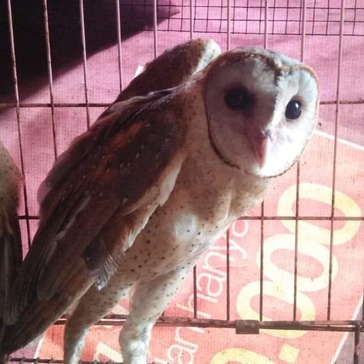 BARN OWL JUVE