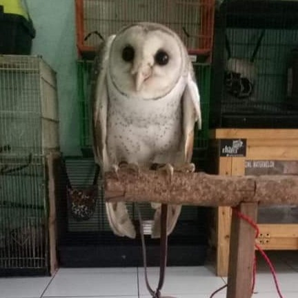 BARN OWL REMAJA