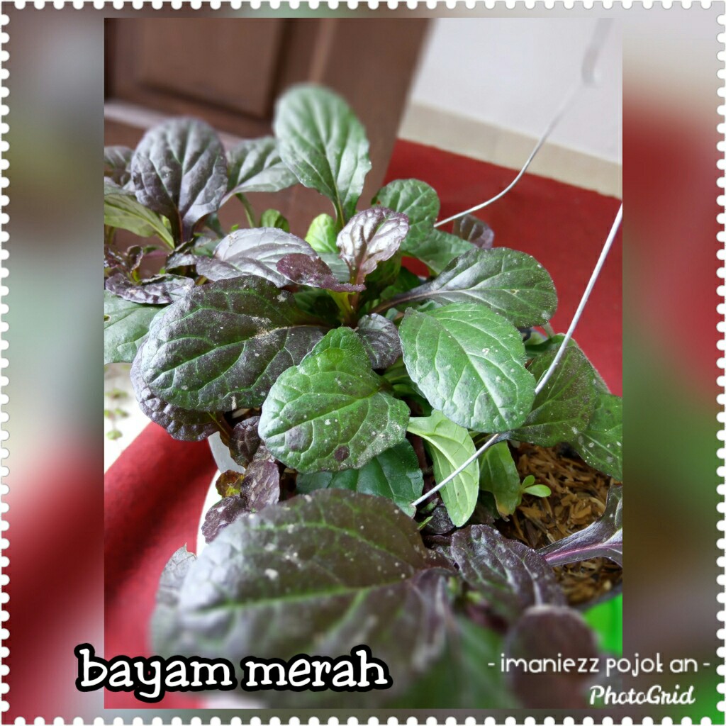 BAYAM MERAH