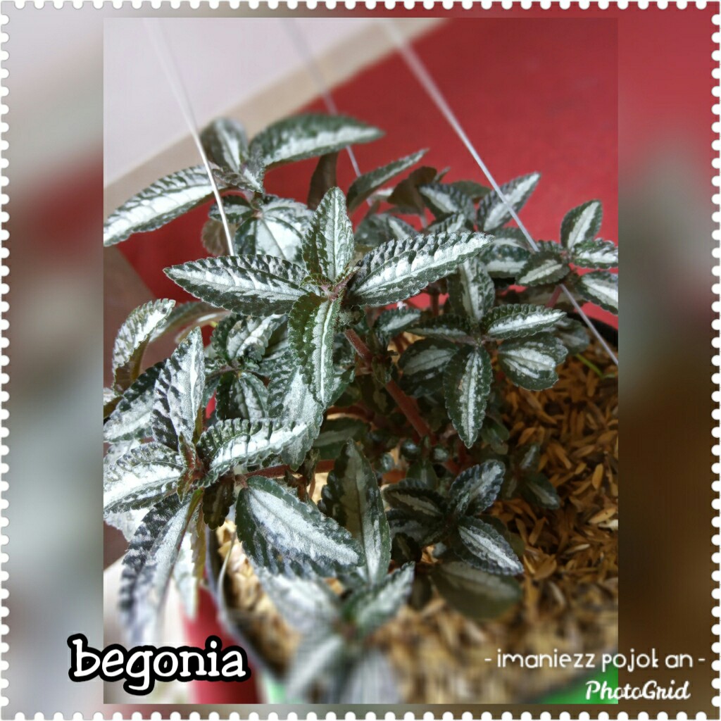BEGONIA