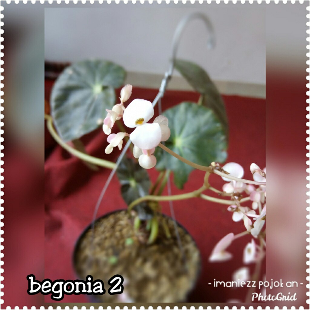 BEGONIA 2