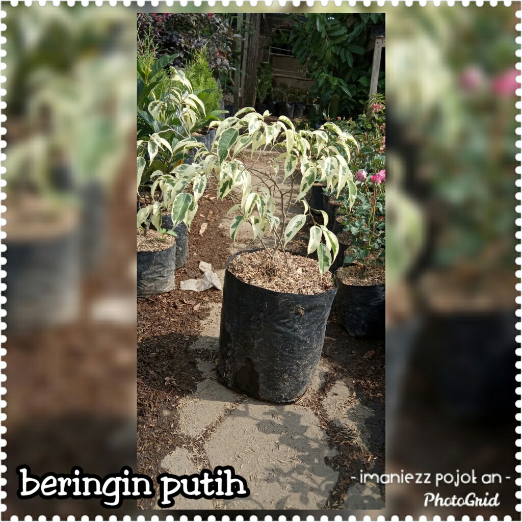BERINGIN PUTIH