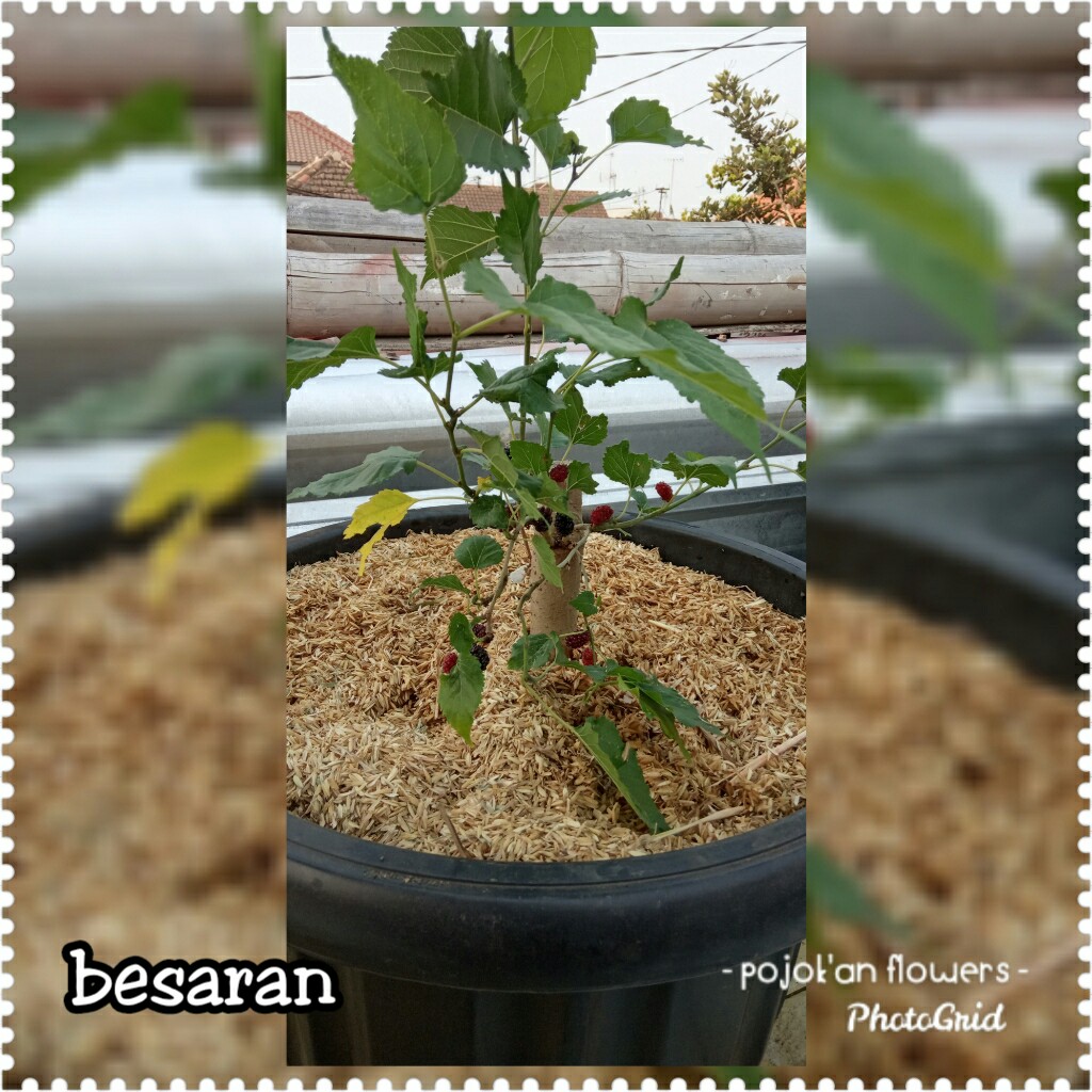 BESARAN
