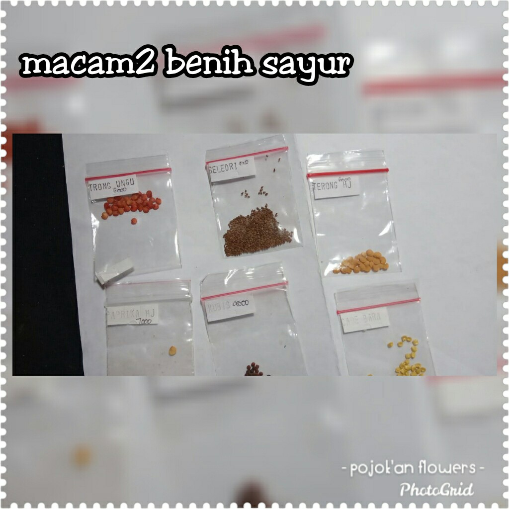 BIBIT SEGALA SAYURAN
