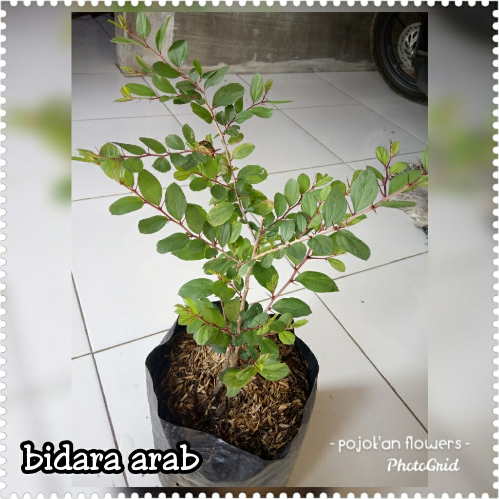 BIDARA ARAB