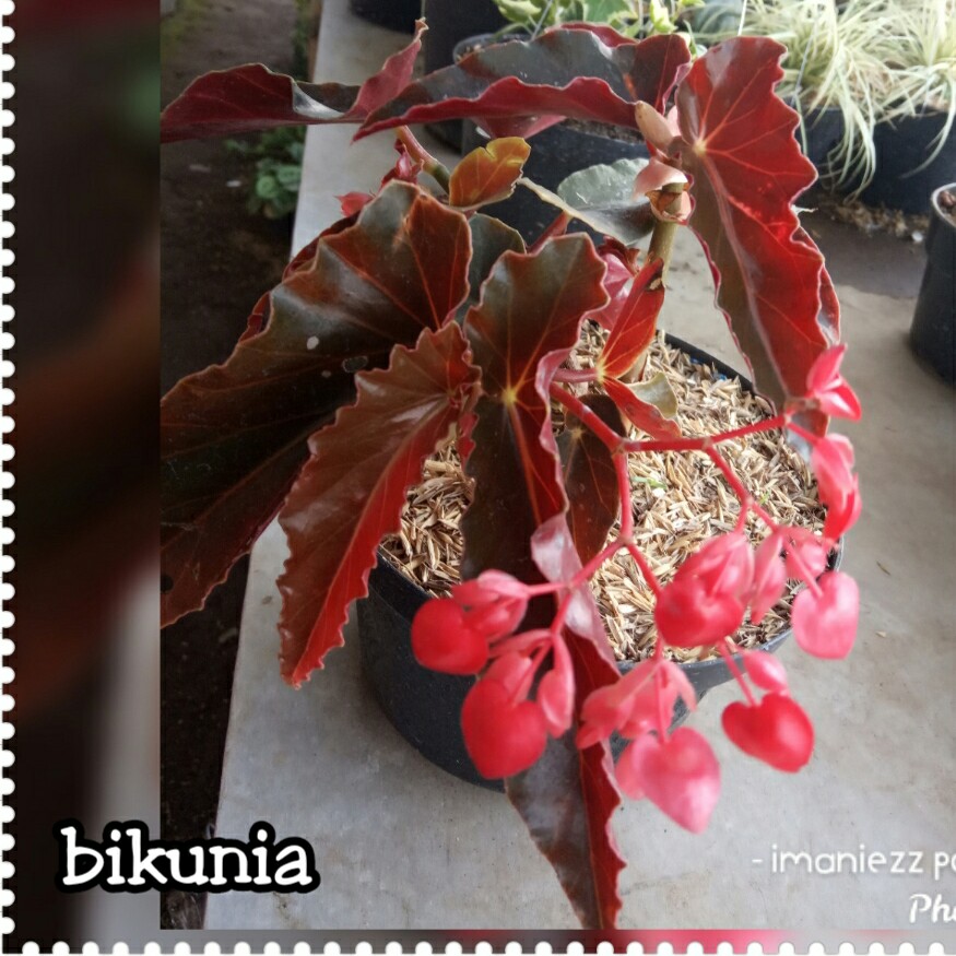 BIKUNIA