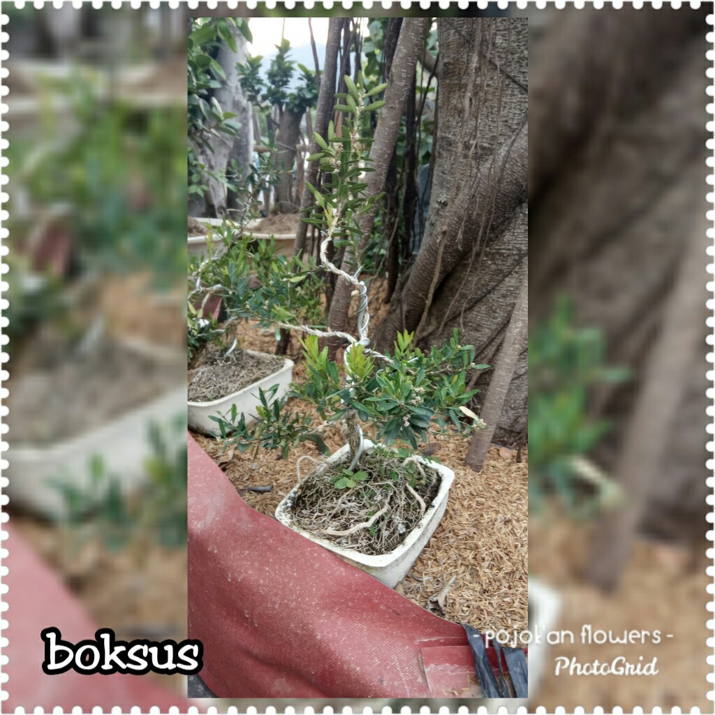 BOKSUS