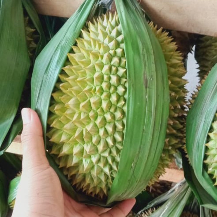 BUAH DURIAN MENTEGA JUMBO PER BUTIR 2