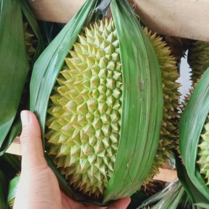 BUAH DURIAN SUPER JUMBO SPESIAL 2