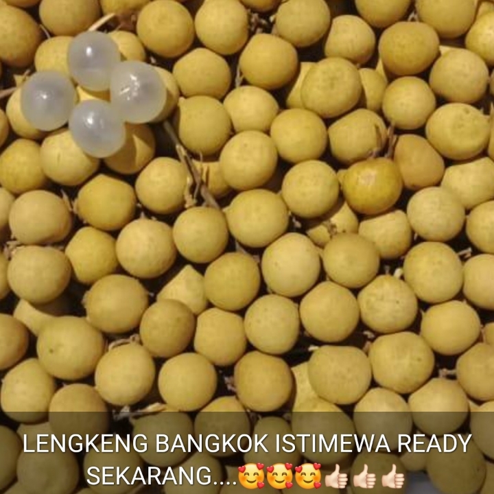 BUAH LENGKENG