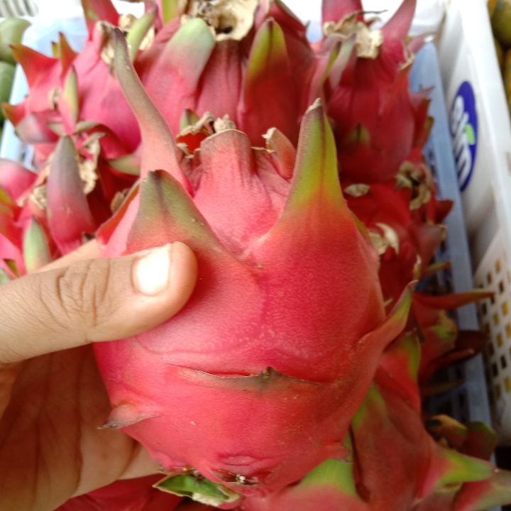 BUAH NAGA LOKAL