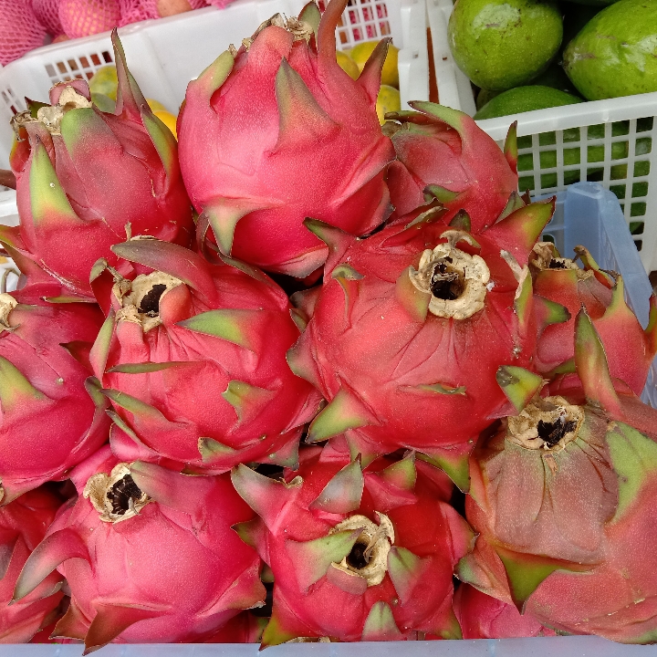 BUAH NAGA LOKAL 2