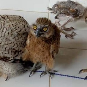 BUFFY FISH OWL ANAKAN