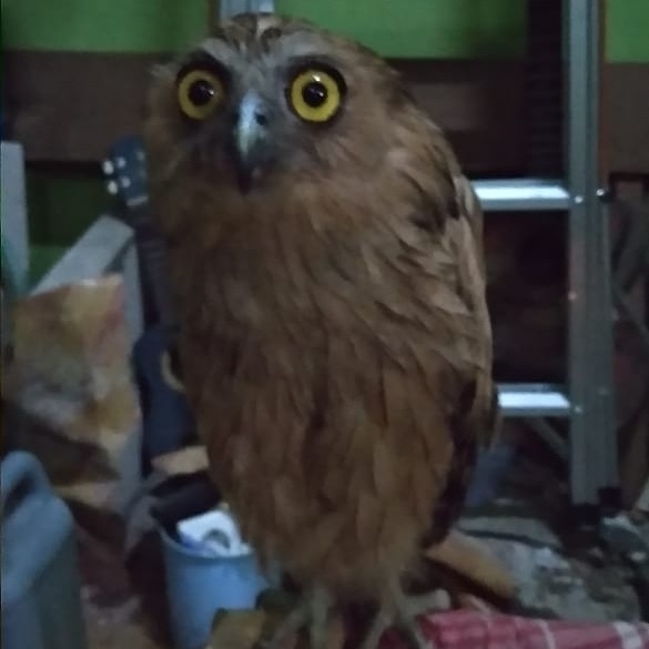 BUFFY FISH OWL JINAK