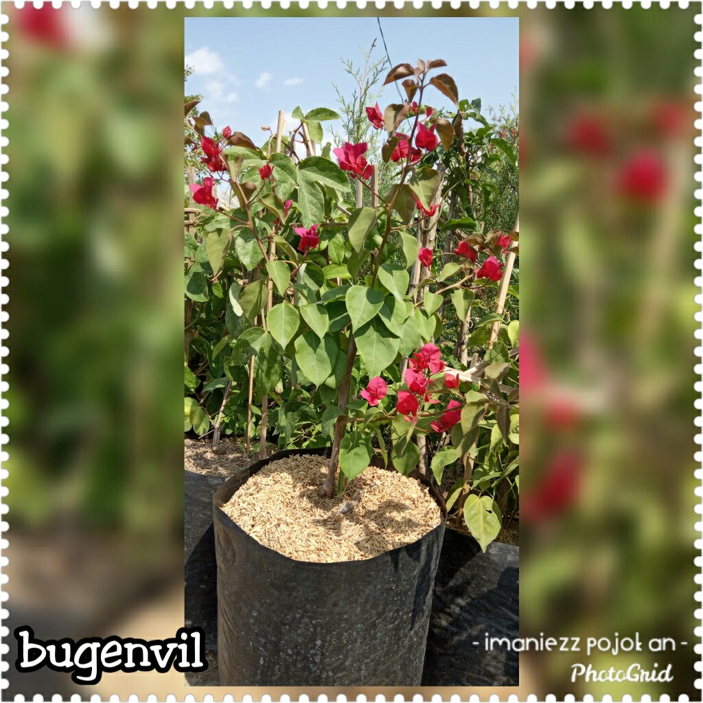 BUGENFIL