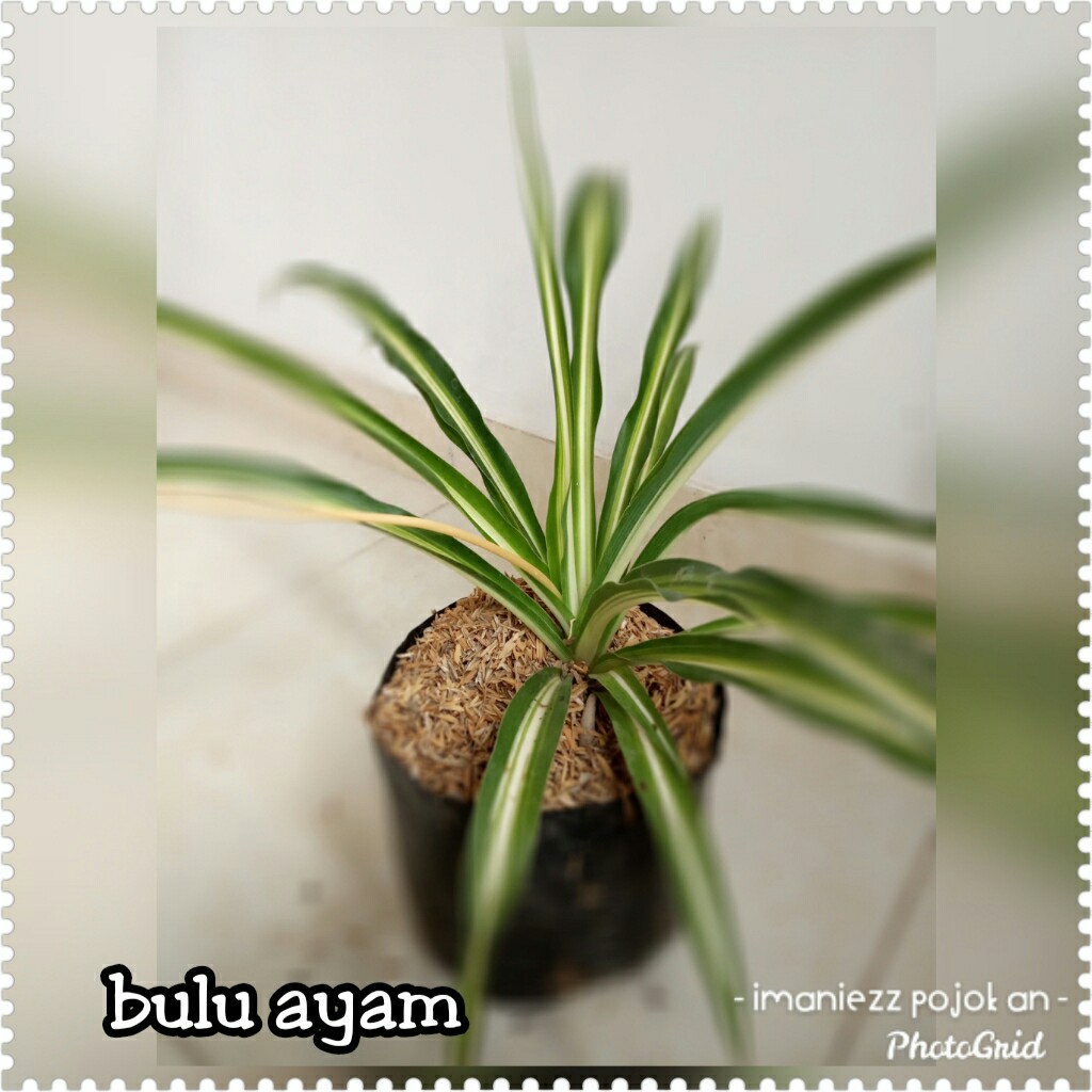 BULU AYAM