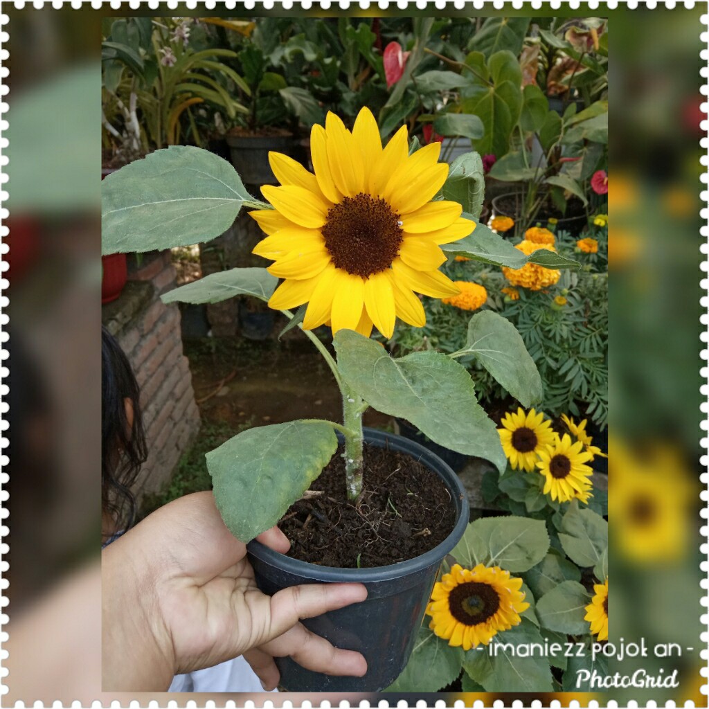 BUNGA MATAHARI