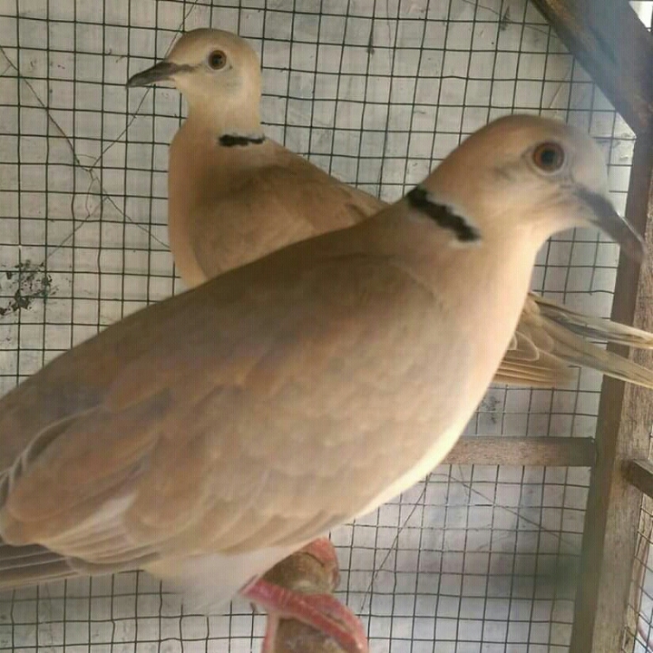BURUNG PUTER PRODUK