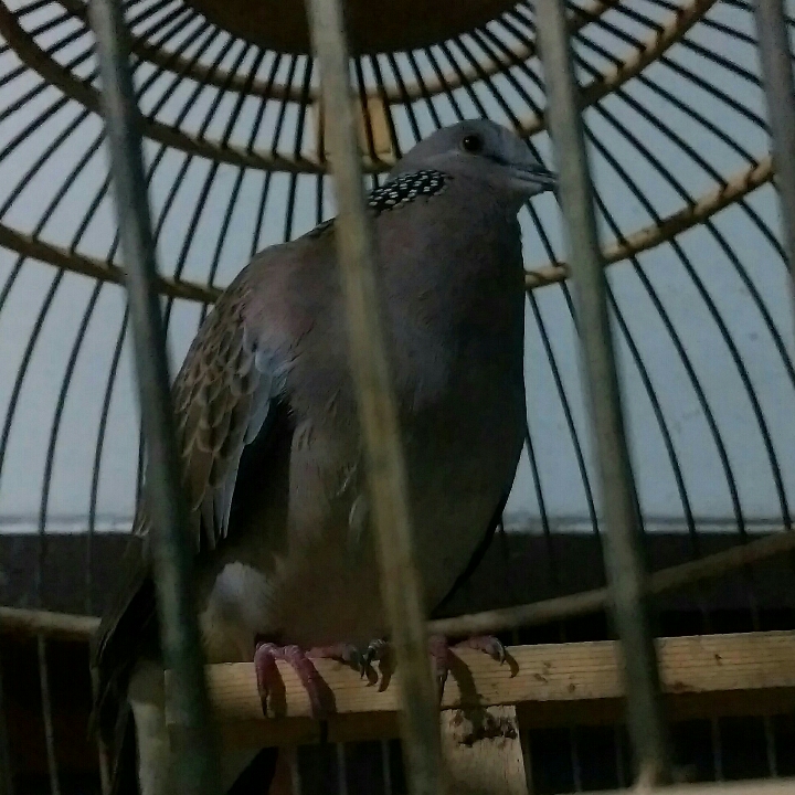 BURUNG TEKUKUR GACOR