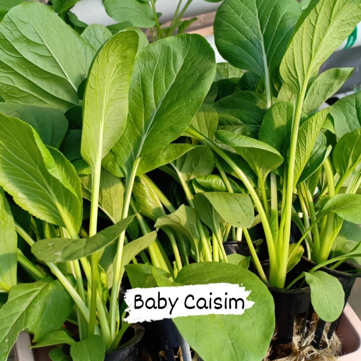 Baby Caisim