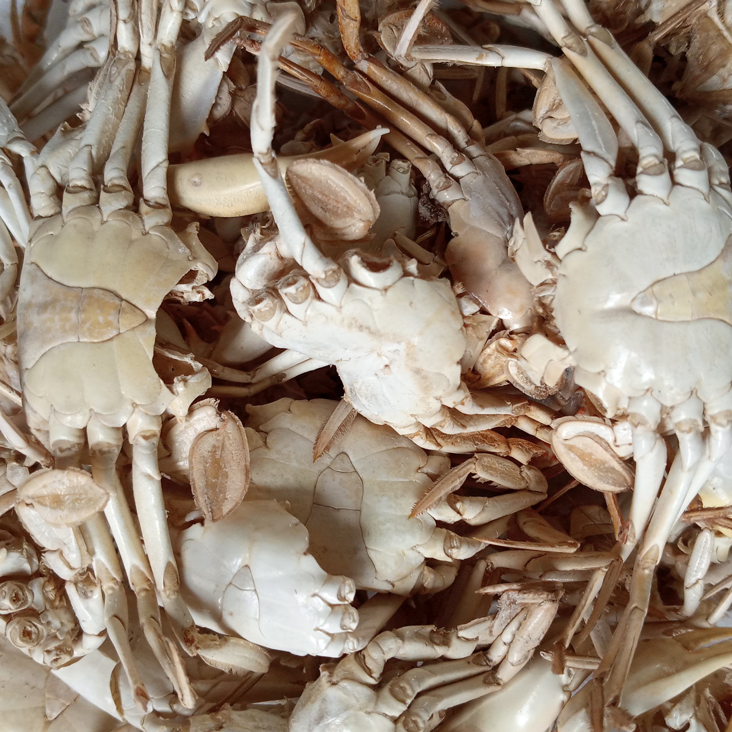 Baby Crab Kering 90 Gram