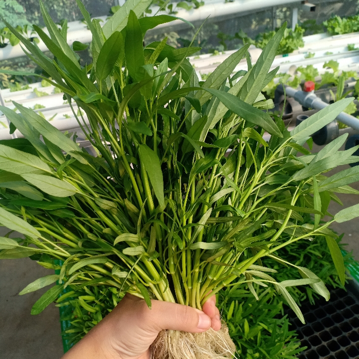 Baby Kangkung