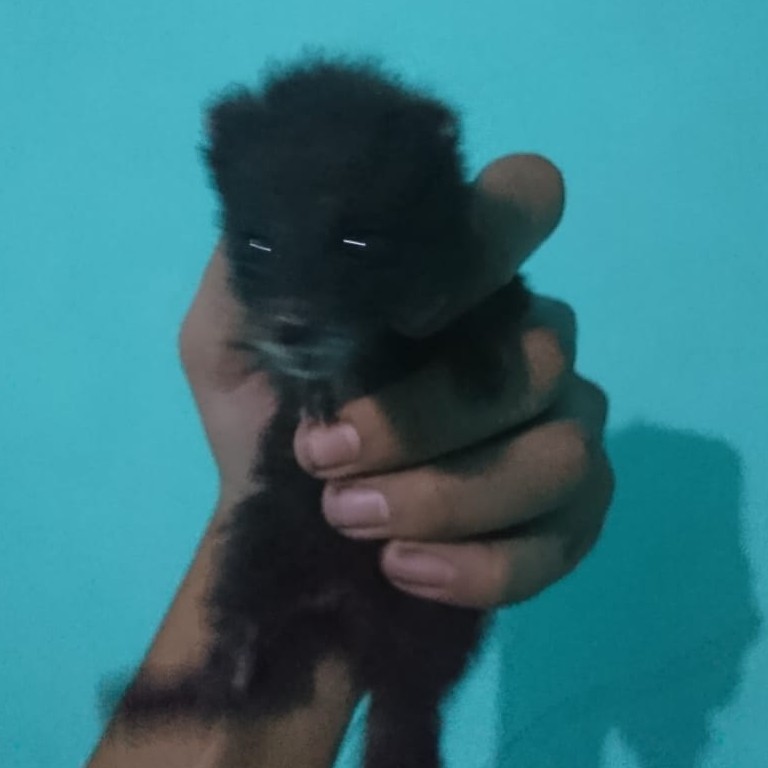 Baby Musang Rase Belajar Makan