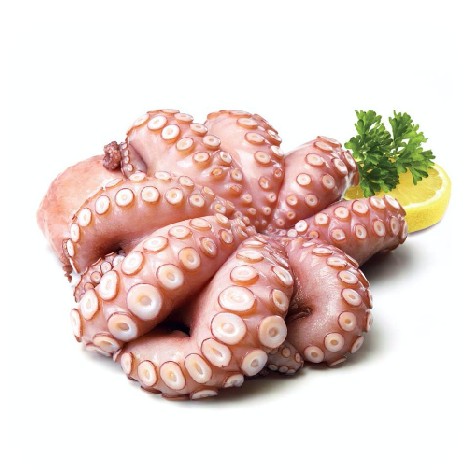 Baby Octopus