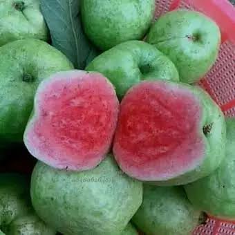 Jambu Kristal