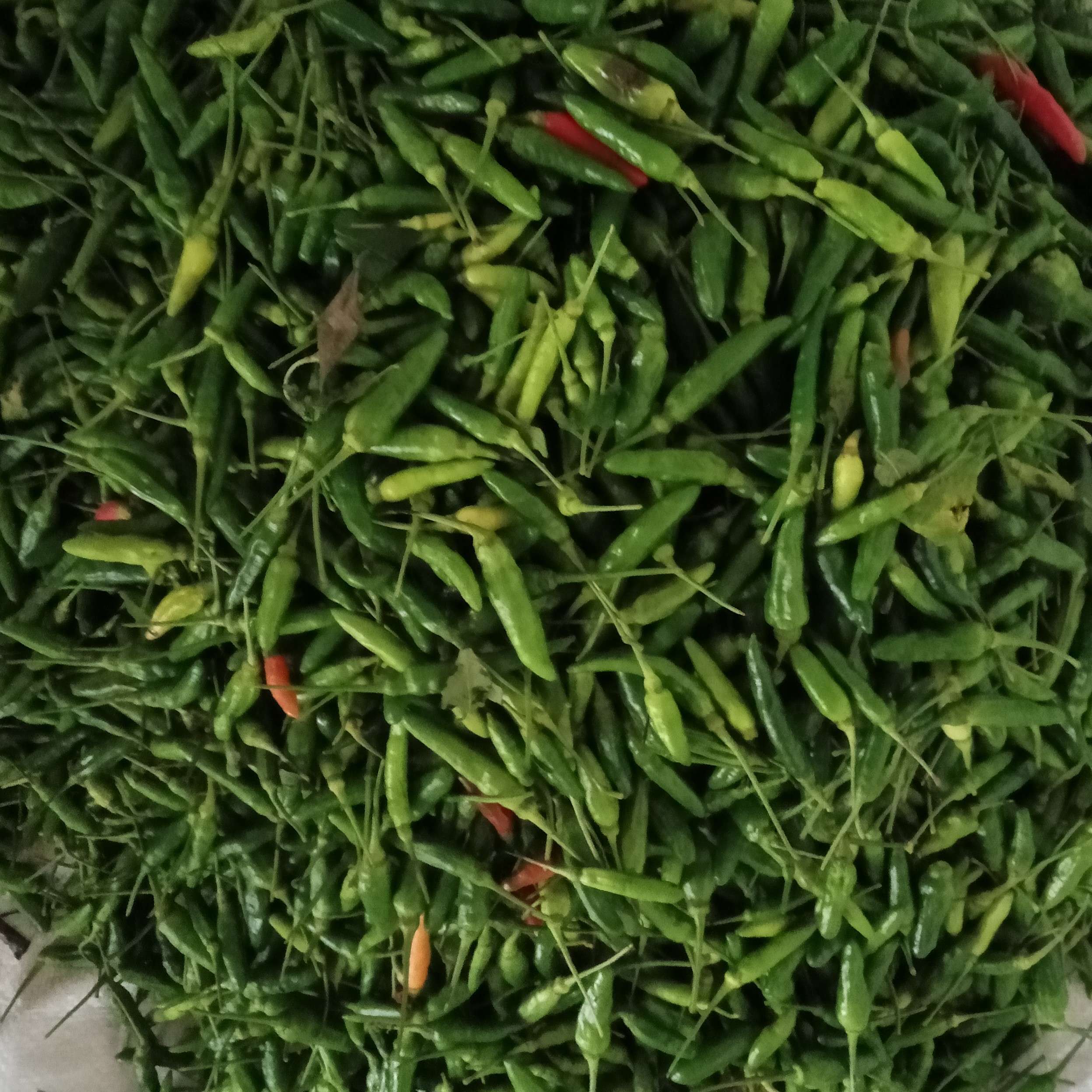 Rawit hijau