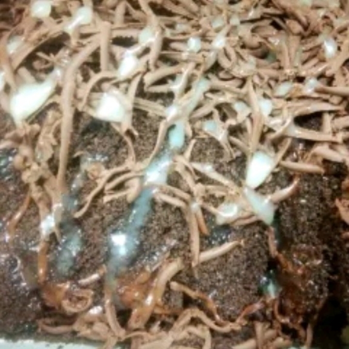Banbancok Full Oreo Coklat Campur