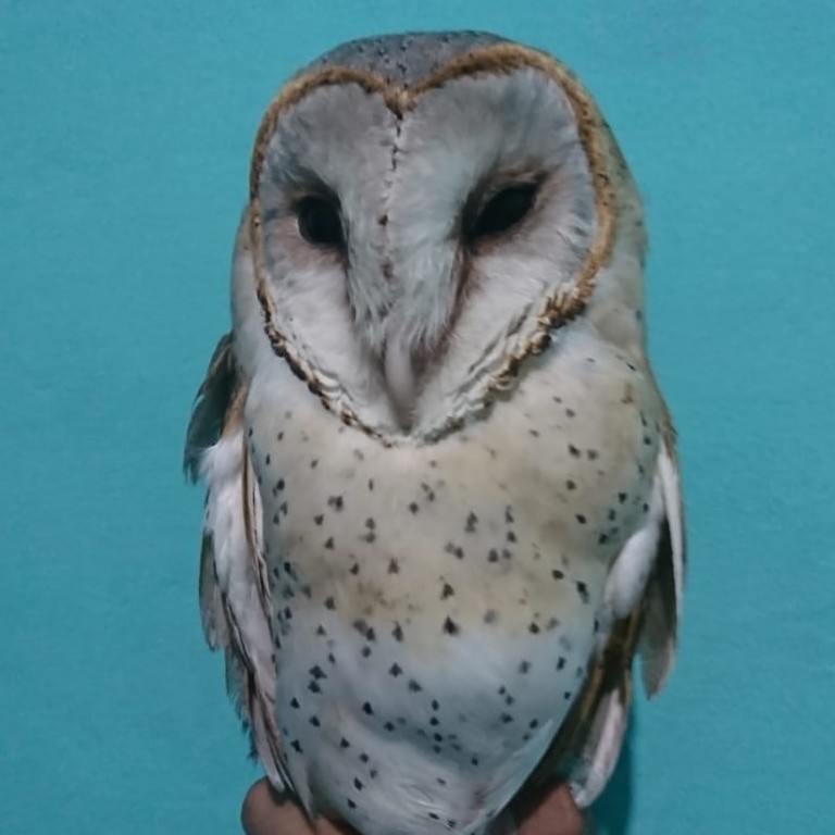 Barn Owl Juve Wc Semi Jinak