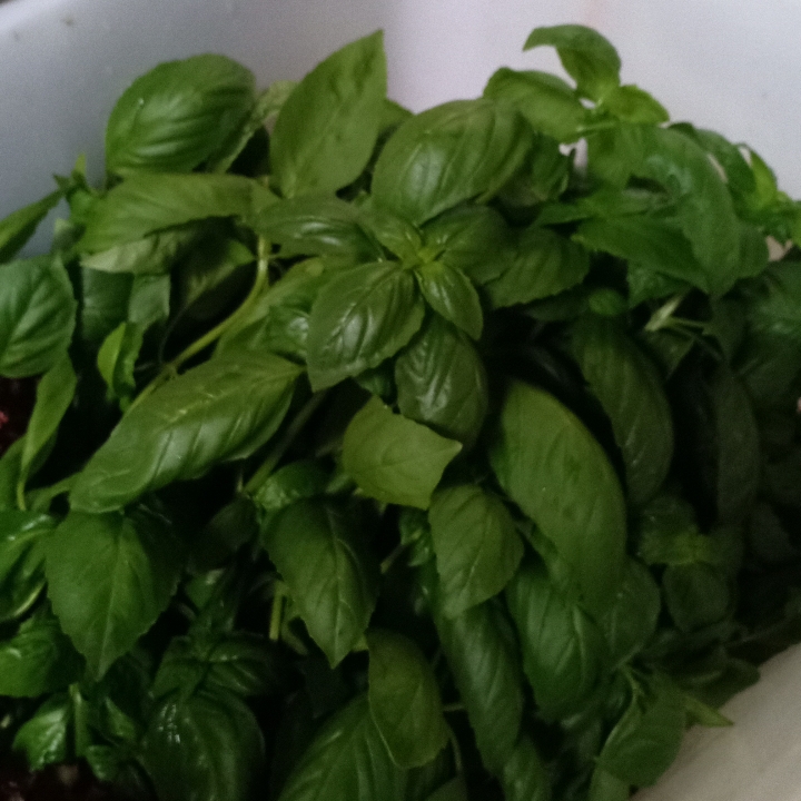 Basil Italia