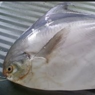 Bawal Putih 1kg
