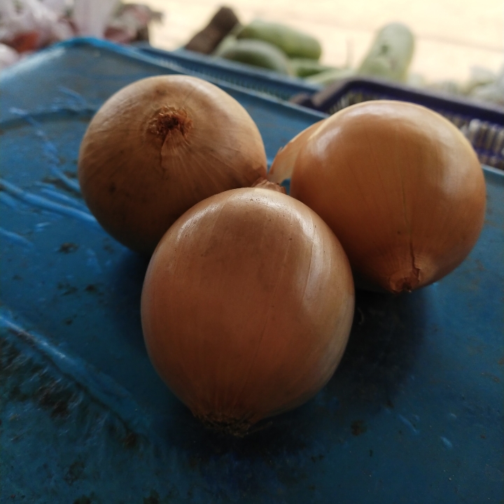 Bawang Bombai