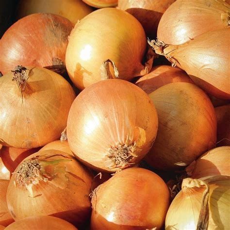 Bawang Bombai