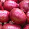 Bawang Bombay Merah 1 Kg