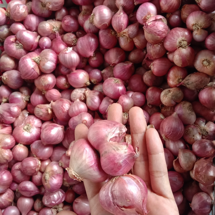 Bawang Merah 