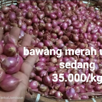 Bawang Merah 