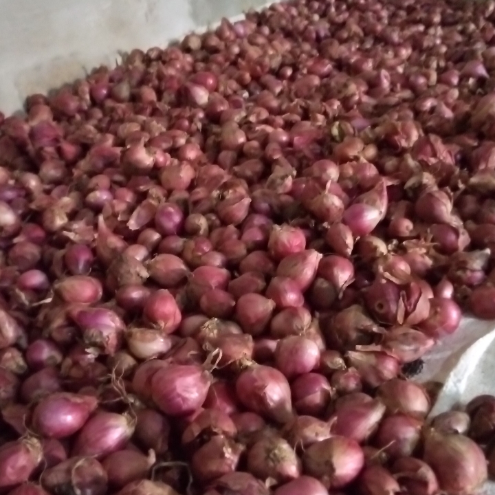 Bawang Merah 