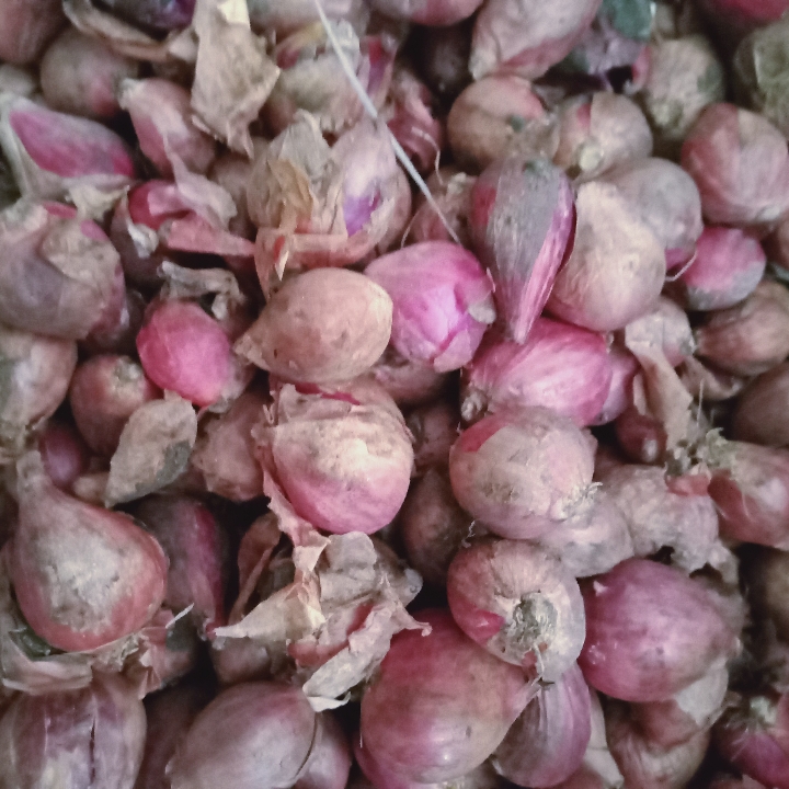Bawang Merah