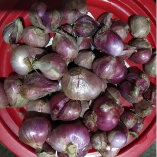 Bawang Merah 1 Kg
