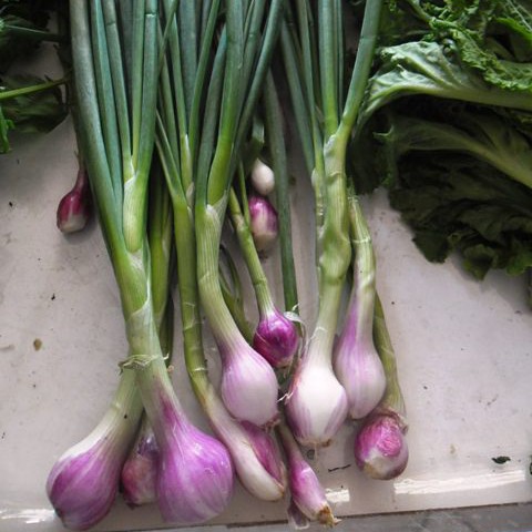 Daun Bawang Merah