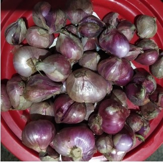 Bawang Merah-sasukek