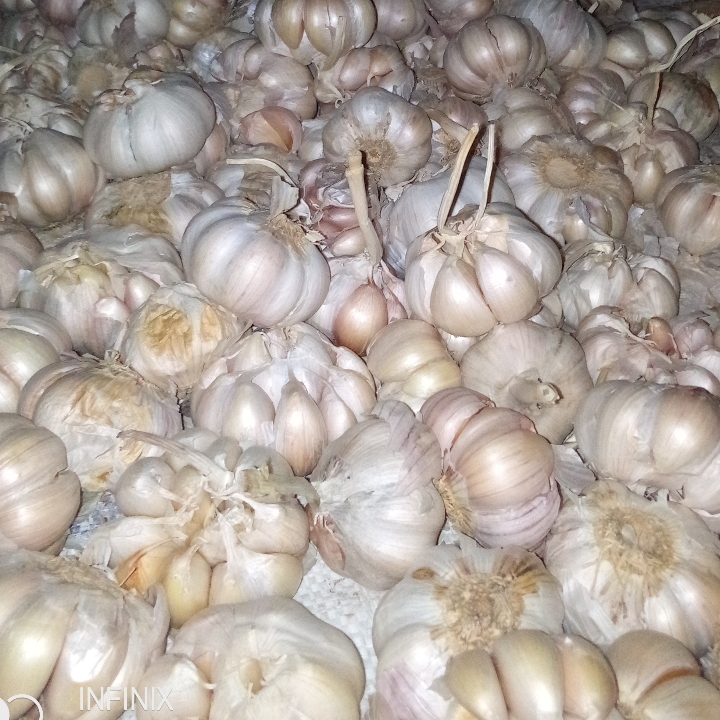 Bawang Putih 