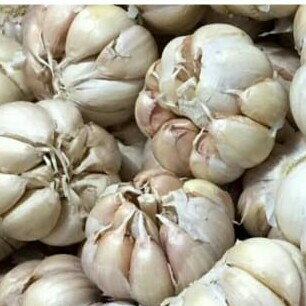 Bawang Putih