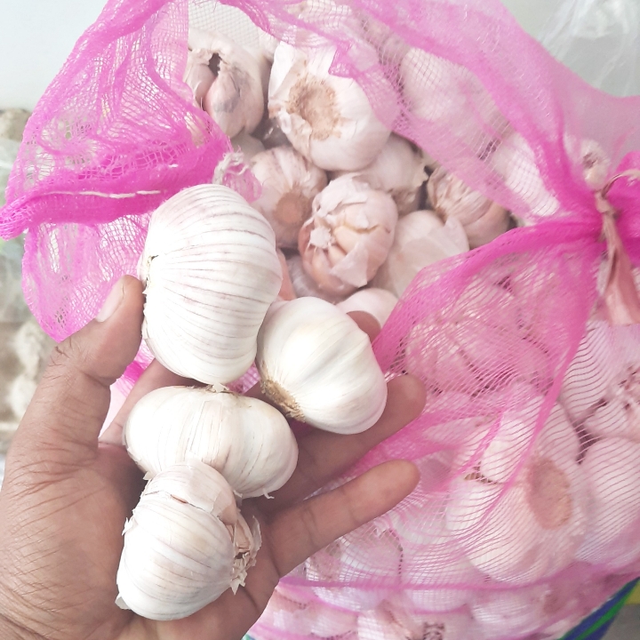 Bawang Putih