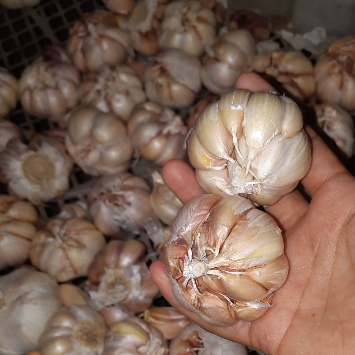 Bawang Putih