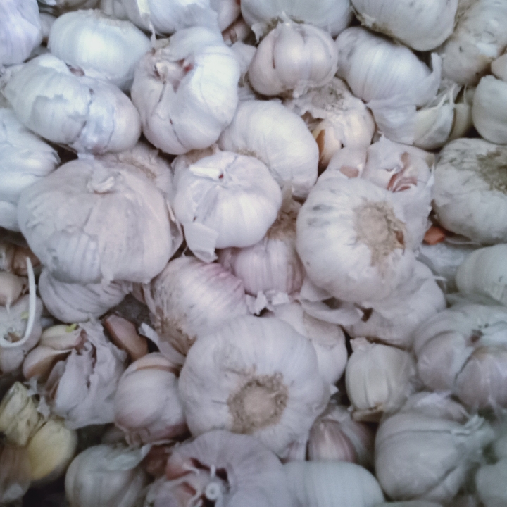 Bawang Putih